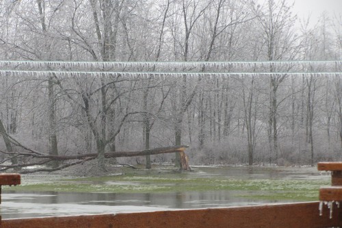 Results of the ice storm