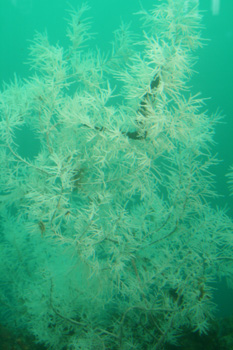 Sea Firs