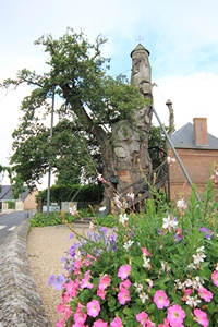 the old oak tree in Allouville-Bellefosse