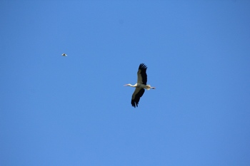 Storks flying to their freedom