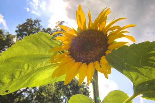 A sunflower