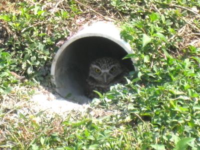Owl in hiding