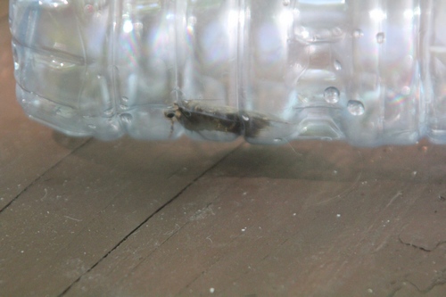 a moth in a water bottle